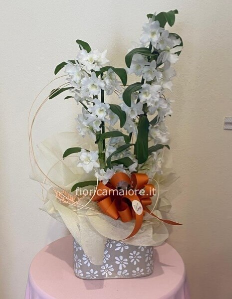 DENDROBIUM IN CONTENITORE DI LATTA